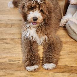 Stunner - Goldendoodle