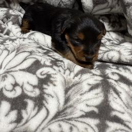 Boy 1 - Black and tan male Yorkshire Terrier puppy in Dennard, Arkansas from Leamarr Farms Yorkies