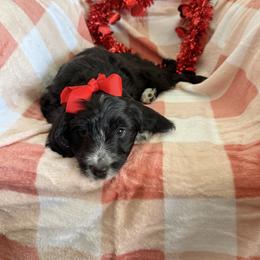 Holly - Black female Goldendoodle puppy in Aztec, New Mexico from HappyHazelDoodles