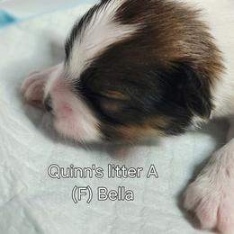 Bella - White black and tan female Papillon puppy in Conetoe, North Carolina from Southern Belle's Biewer Terriers & Papillons