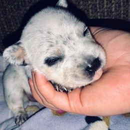 Australian Cattle Dog Puppies from Rising J Cattle Dogs