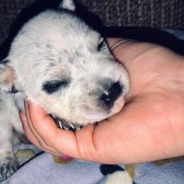 Australian Cattle Dog Puppies from Rising J Cattle Dogs
