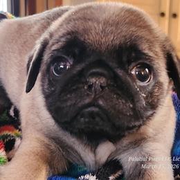 Boy 2  Blue collar - Fawn male Pug puppy in Lebanon, Maine from Palatial Pugs LLC