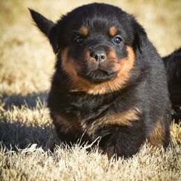 Rottweiler Puppies from Gottlïchen Rottweilers
