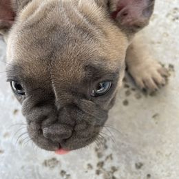 French Bulldog Puppies from Olvera Frenchies
