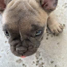 French Bulldog Puppies from Olvera Frenchies