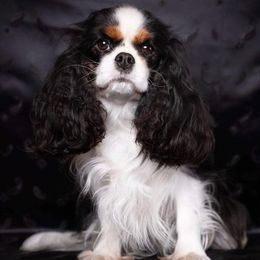 Xena - Cavalier King Charles Spaniel
