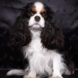 Xena - Cavalier King Charles Spaniel