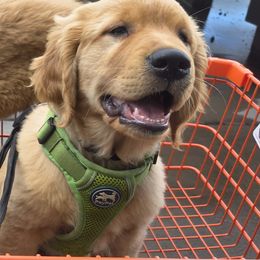 Golden Retriever Puppies from City Goldens