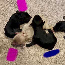 Pending Black - Black male Miniature Schnauzer puppy in Temple, Texas from Schnauzers Of Taylor