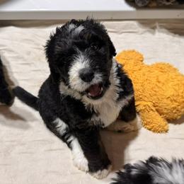 Anakin - Tri-color male Bernedoodle puppy in Springfield, Missouri from Doodle Dandy Bernedoodles