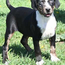 Collette - Catahoula Leopard Dog puppy in Potsdam, New York from Spot On Catahoula Leopard Dogs