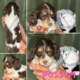 Possum - Piebald female Dachshund puppy in Fond Du Lac, Wisconsin from Clucking Homestead Springers & Dachshunds