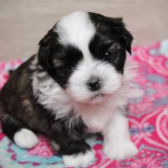 Milo - Brown male Shichon puppy in Pennsylvania from Manor Hills Shih Tzus