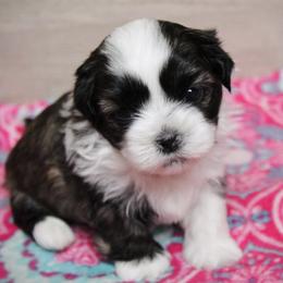 Milo - Brown male Shichon puppy in Pennsylvania from Manor Hills Shih Tzus