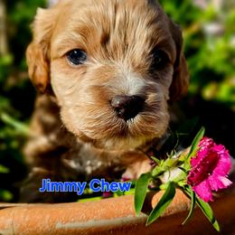 Jimmy Chew - Golden male Cockapoo puppy in Indiahoma, Oklahoma from Phamily Doodles