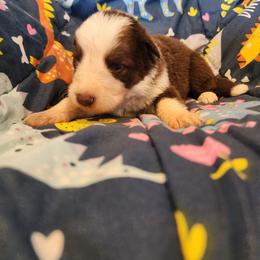 Tulip - Panda female German Shepherd puppy in Los Lunas, New Mexico from Mali's German Shepherds LLC