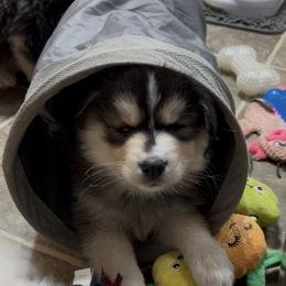 Gus - Tri-color male Pomsky puppy in Ohio from Black Swamp Pomskies