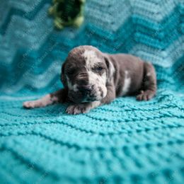 Mako - Harlequin Great Dane puppy in Rosharon, Texas from Parker's Great Danes