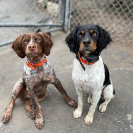French Brittany puppies from Calibretons Kennels