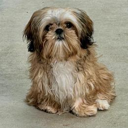 Rocco - Brindle and white male Shih Tzu puppy in Victorville, California from Precioustzus