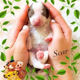 Scar - Chocolate male Goldendoodle puppy in Kissimmee, Florida from Poodle Doodle Kennels