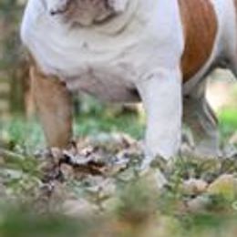 Bulldogs from Exact Classic Bulldogs