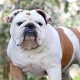 Bulldogs from Exact Classic Bulldogs