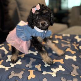 LOUIE V BLUE FEMALE - Phantom female Poodle puppy in Porter, Texas from KD's Luxury Nursery