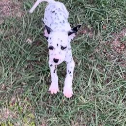 Katia - White and black female Dalmatian puppy in Fort Cavasos, Texas from Mainstreet Dalmation