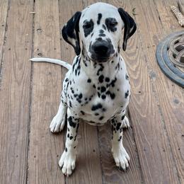 Indigo-LUA (purple boy) - White and black male Dalmatian puppy in Acampo, California from Gateway Farm Dalmatians