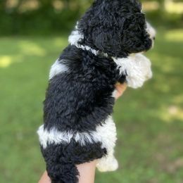 NC Boy - Black and white male Sheepadoodle puppy in Emlenton, Pennsylvania from Doodles in PA