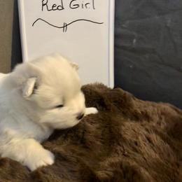 Red - White and biscuit female Samoyed puppy in Colorado Springs, Colorado from T&M Samoyeds