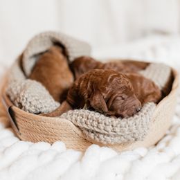 Grey Collar - Red  female Poodle puppy in Nicholasville, Kentucky from Lexington Poodle Company