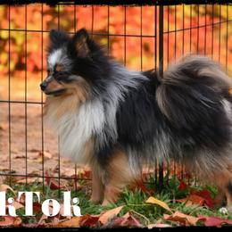 TikTok - Pomeranian