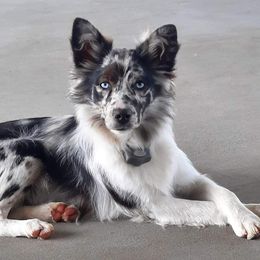 Blue - Miniature Australian Shepherd