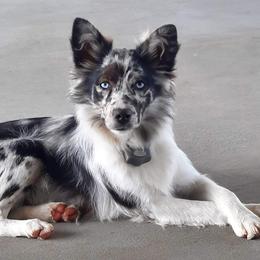 Blue - Miniature Australian Shepherd