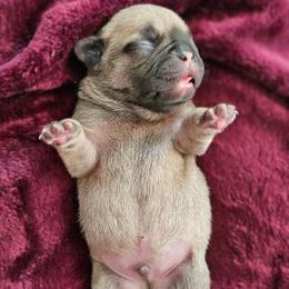 Boo - Fawn male French Bulldog puppy in Overland Park, Kansas from Simply Kind Frenchies