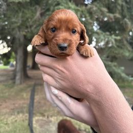 Red-Hermione Granger - Mahogany female Irish Setter puppy in Franklin, Idaho from Spring Creek Irish Setters