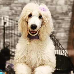 Poodles from Fre' LoRuw Standard Poodles