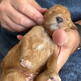 Male Dark Blue Collar(Treasure) - Red  male Goldendoodle puppy in Cape Coral, Florida from GoldenDoodles Cape Coral