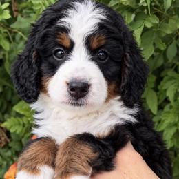 Blue boy - Tri-color male Bernedoodle puppy in Gilbert, Arizona from Azteddybeardoodles