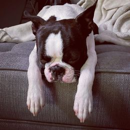 Boston Terrier Puppies from Big Sky Bostons