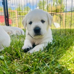 Labrador Retriever Puppies from Snowpeak English Labradors