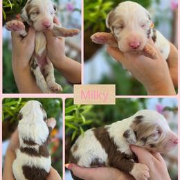 Milky - Merle female Goldendoodle puppy in Decatur, Tennessee from Diamond's Doodles