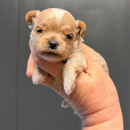 Lux - Cream male Maltipoo puppy in Newport Beach, California from Exotic City Pomeranians and chihuahuas