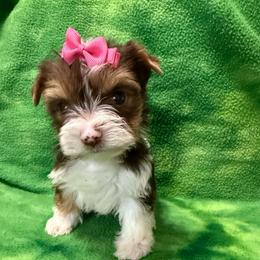 Gracie's Georgie Girl - Chocolate, tan and white female Yorkshire Terrier puppy in Lexington, North Carolina from Silver Valley Yorkies
