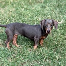 Winnie - Blue and tan female Dachshund puppy in Harmony, North Carolina from Schuster Haus