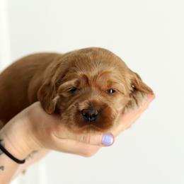 Purple - Caramel female Australian Labradoodle puppy in Williamstown, New York from Lewis Manor Labradoodles