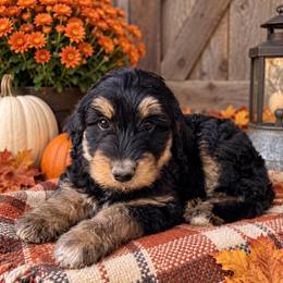 Lamine - Black phantom male Aussiedoodle puppy in Savannah, Missouri from Rose Creek Mini Aussies and doodles